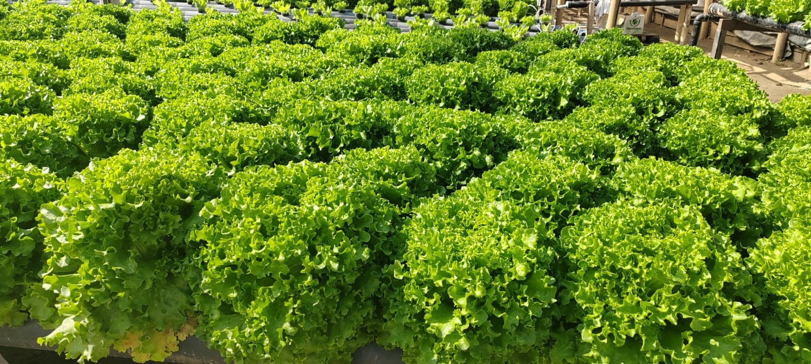 Portada de Hidroponía San Pedro