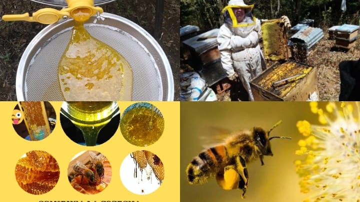 Portada de Nutriapícola